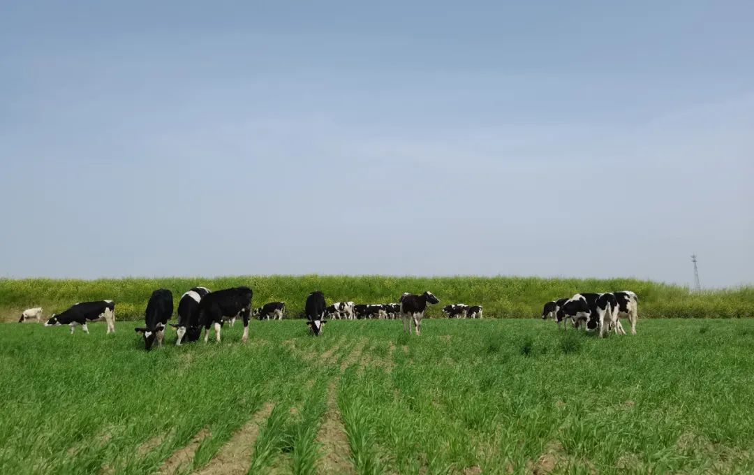 繼往開來 · 再創(chuàng)輝煌 | 花花牛乳業(yè)集團召開9月營銷、養(yǎng)殖及飼料月度經營工作會議