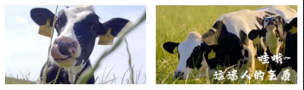 榮譽 | 2019年度河南省美麗牧場名單新鮮出爐 花花牛乳業集團旗下六個牧場榜上有名 榮譽 | 2019年度河南省美麗牧場名單新鮮出爐 花花牛乳業集團旗下六個牧場榜上有名