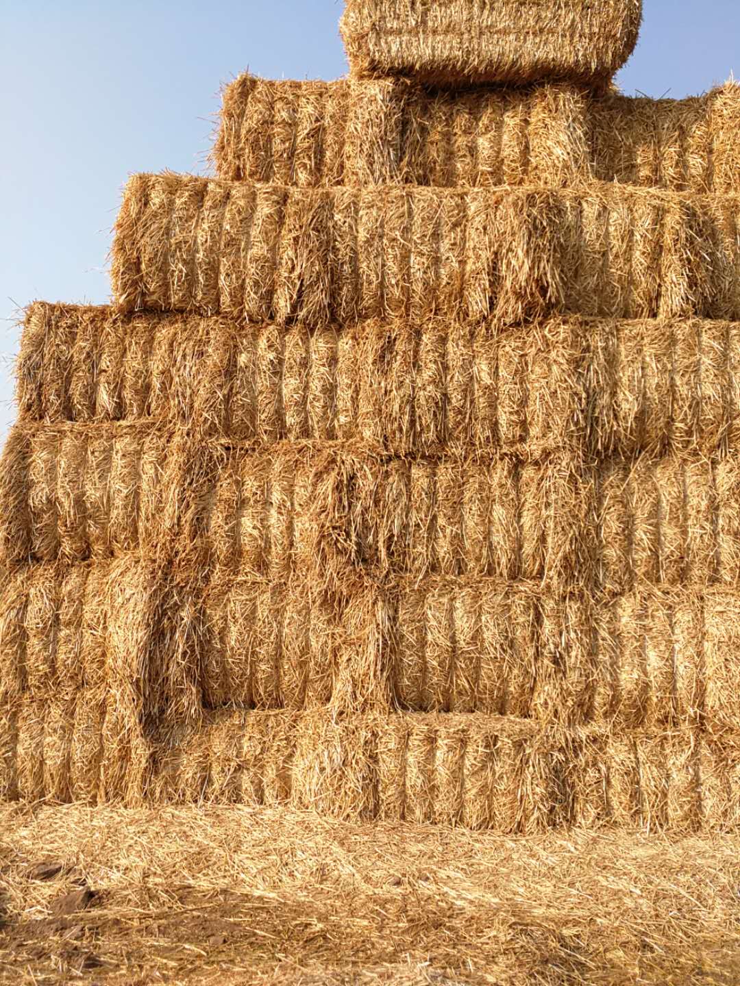 河南花花牛乳業集團股份有限公司 2020年小麥秸稈訂單采購信息 河南花花牛乳業集團股份有限公司 2020年小麥秸稈訂單采購信息